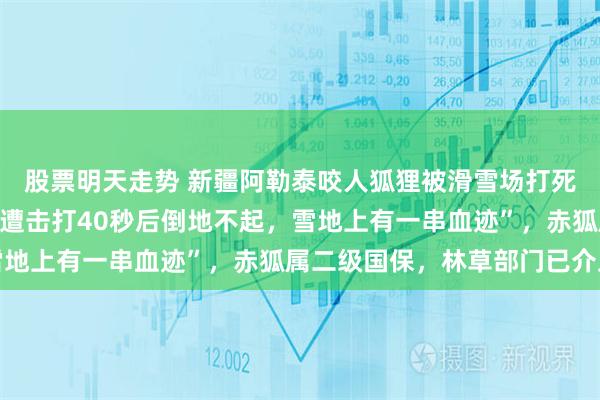 股票明天走势 新疆阿勒泰咬人狐狸被滑雪场打死？视频显示“狐狸头部遭击打40秒后倒地不起，雪地上有一串血迹”，赤狐属二级国保，林草部门已介入